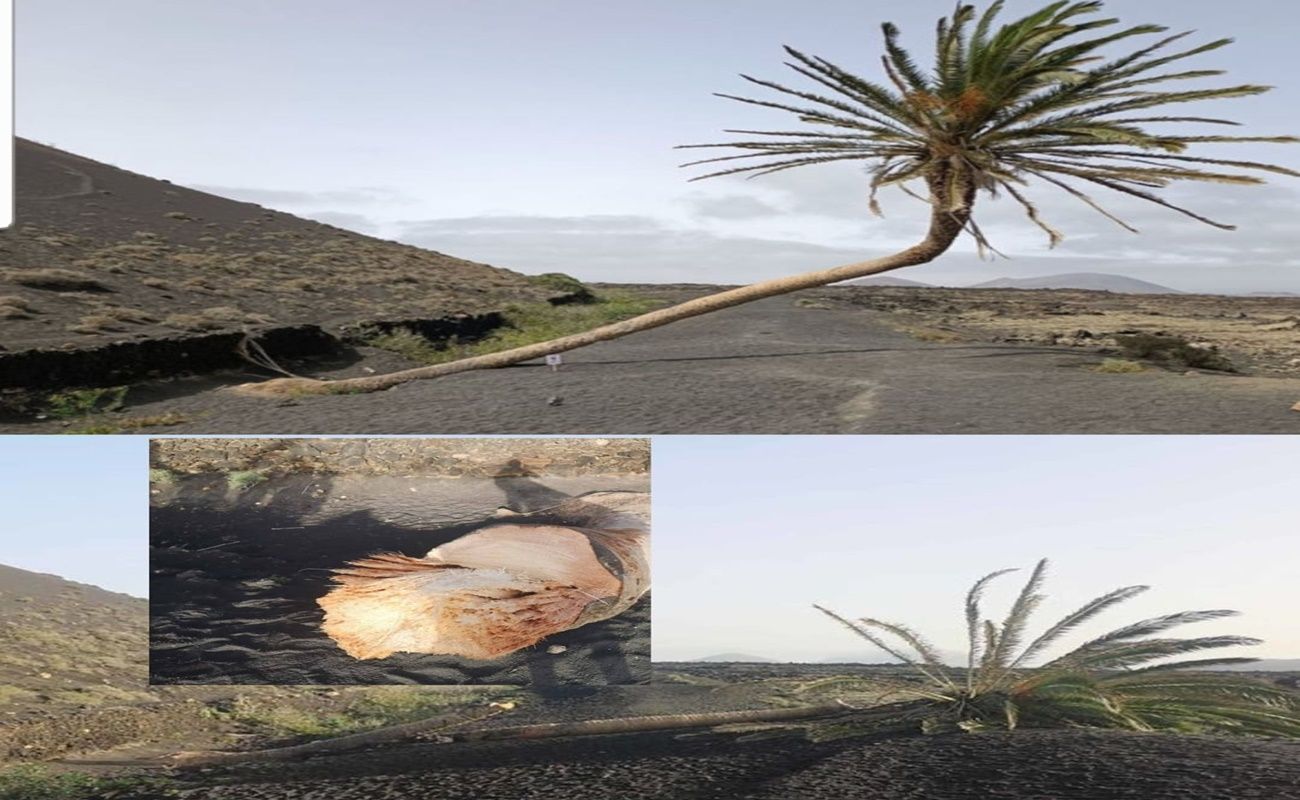 Imagen del derribo del árbol en Lanzarote recientemente