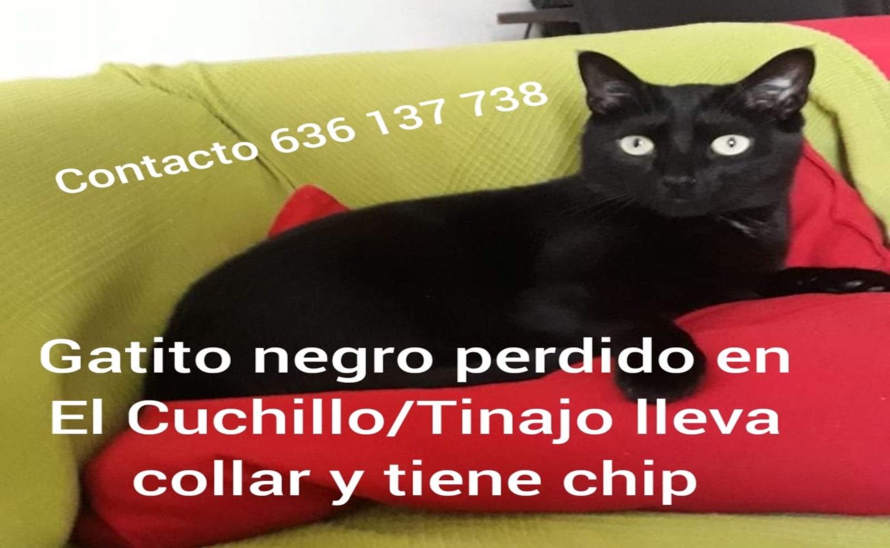 "Ra", gato perdido en El Cuchillo el pasado fin de semana