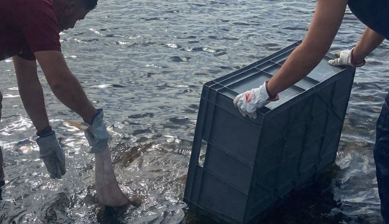 Rescate de un tiburón angelote en aguas de Playa Honda
