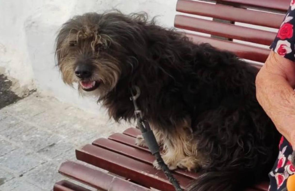 Piden ayuda para encontrar a “Roque”, un perro perdido por La Geria