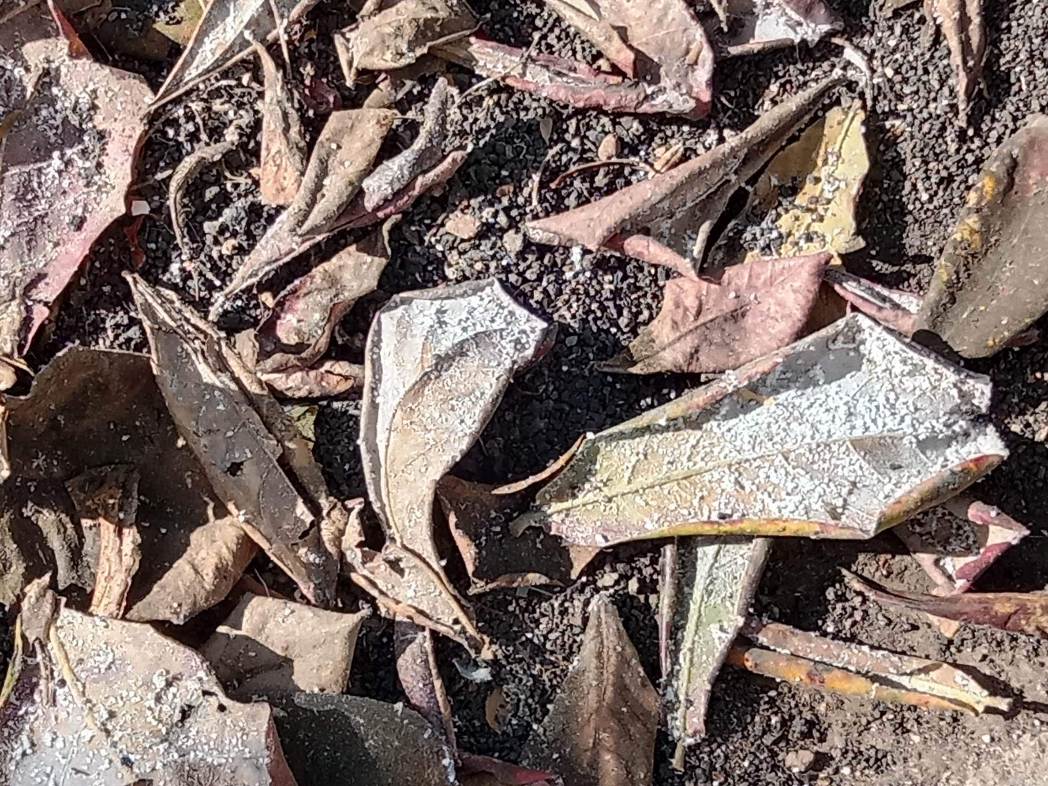 Hojas de almendro indio con cochinilla en Titerroy