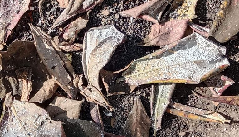 Hojas de almendro indio con cochinilla en Titerroy