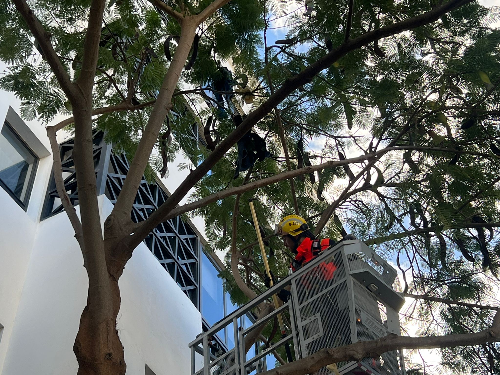 Bomberos retirando los objetos de la copa de un árbol