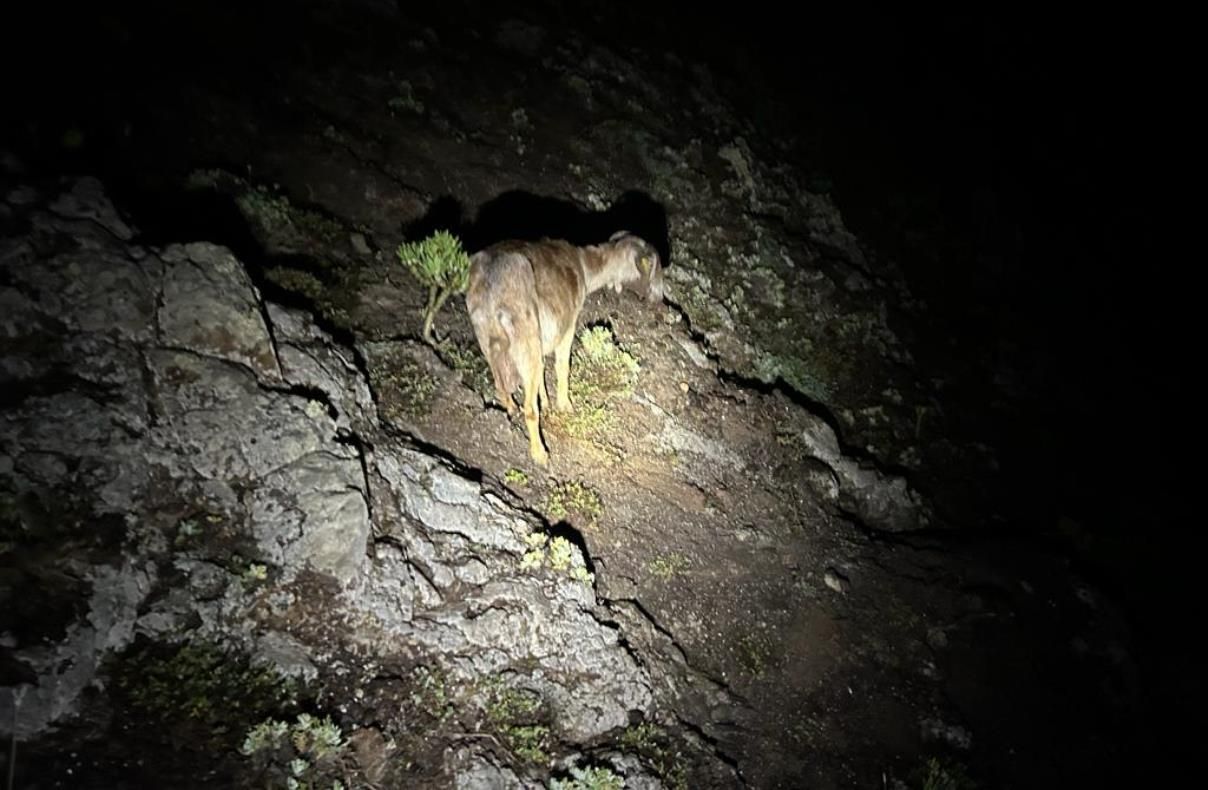 Rescatan a una cabra atrapada en el Risco de Famara