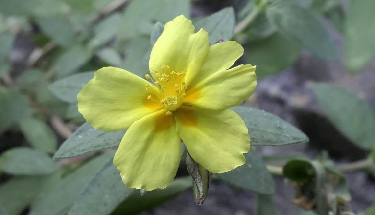 Jarilla de Guinate, pequeño arbusto endémico de Lanzarote, donde vive acantonada en el Risco de Famara