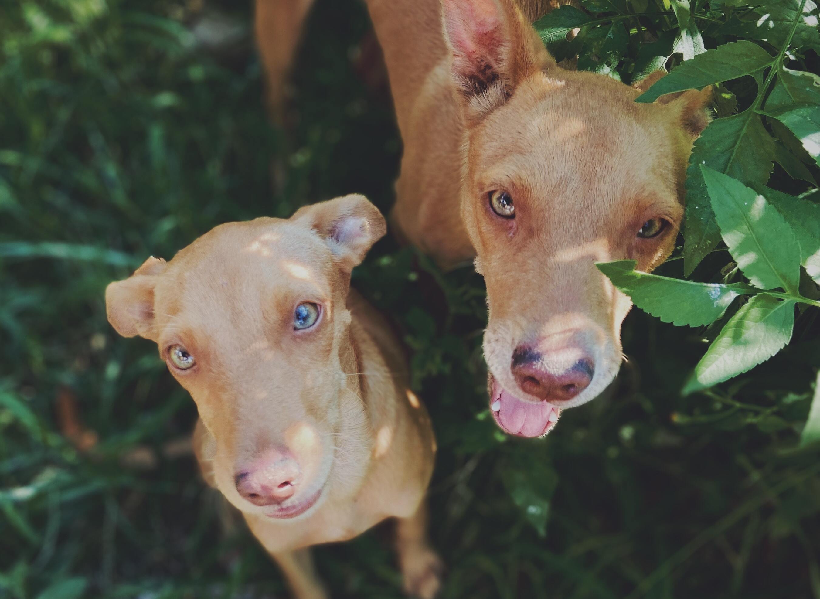 El podenco, una raza utilizada de manera habitual para cazar