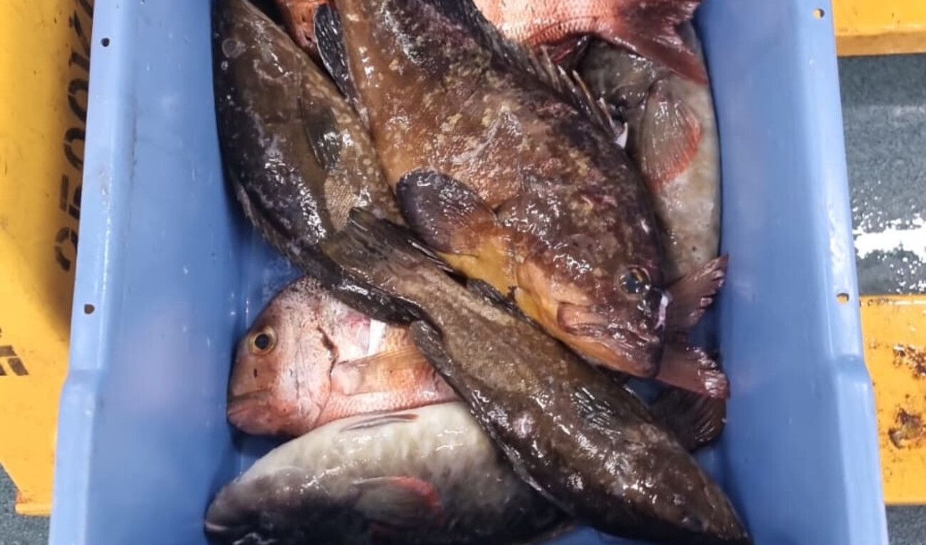 Incautados 36 kilogramos de pescado