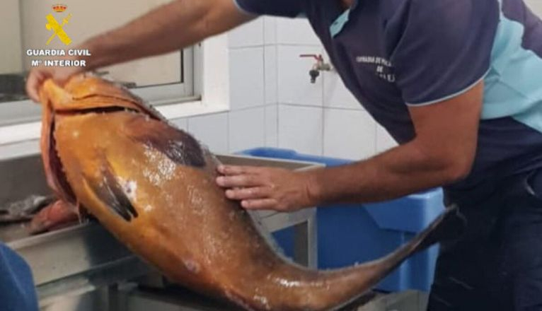 La Guardia Civil incauta 36 kilogramos de pescado La Guardia Civil incauta 36 kilogramos de pescado