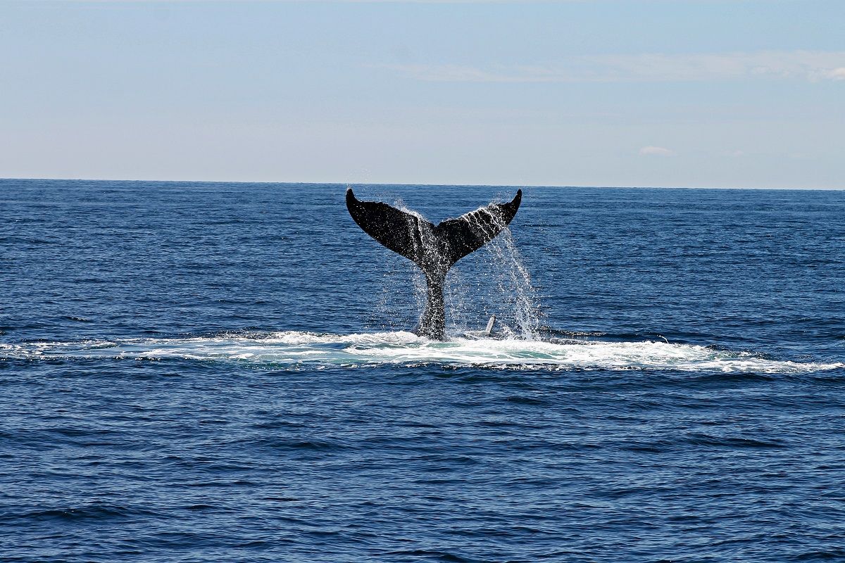 Ballena en alta mar. Sostenibilidad.