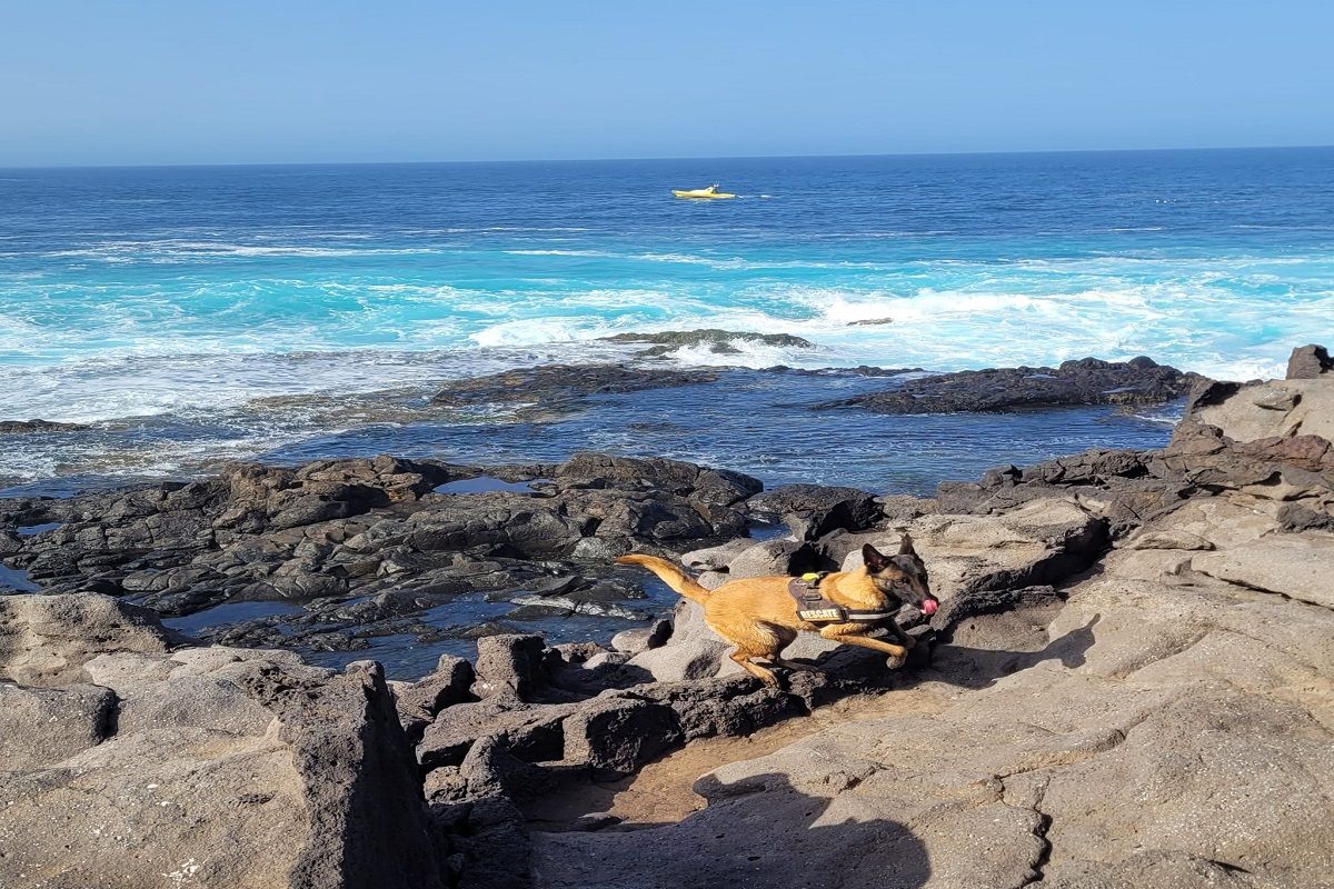 Pastor Alemán de la Unidad canina de Emerlan en las labores de búsqueda del pescador