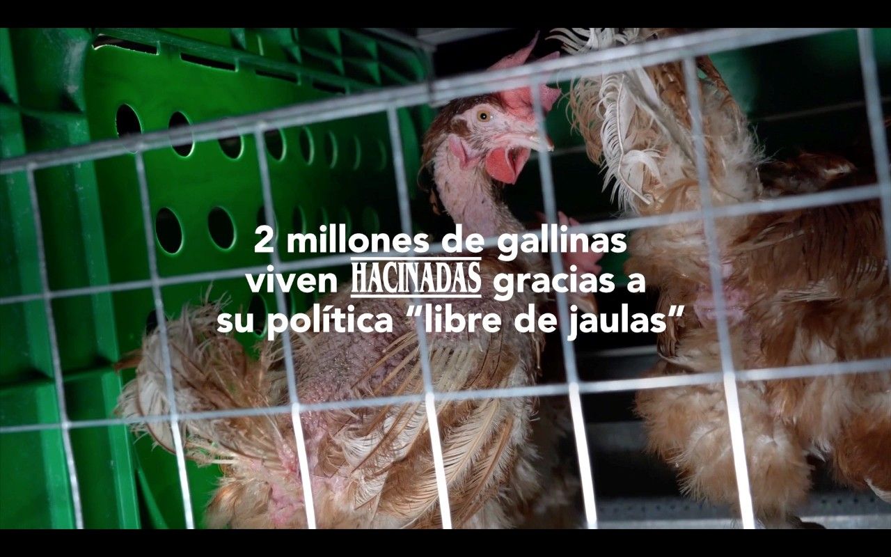 Equalia denuncia gallinas enjauladas Mercadona