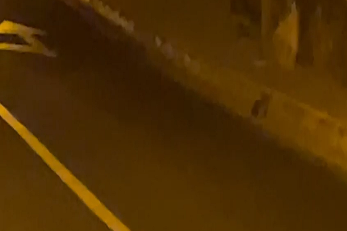 Imagen de una rata en las calles de Arrecife