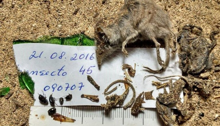 El cádaver de una musaraña atrapada en las latas y los botellines tirados en el Jable de Famara (Desert Watch) El cádaver de una musaraña atrapada en las latas y los botellines tirados en el Jable de Famara (Desert Watch)
