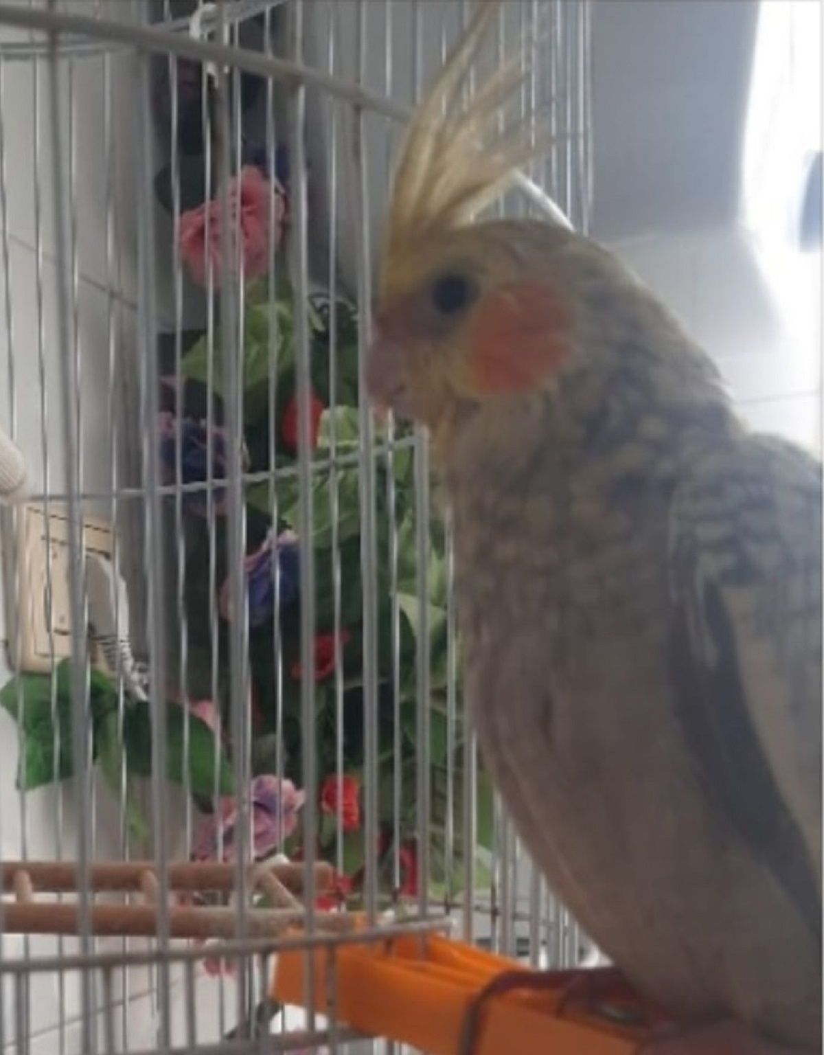 Busca a "Pochito", la ninfa "charlatana" perdida en la estación de guaguas de Arrecife