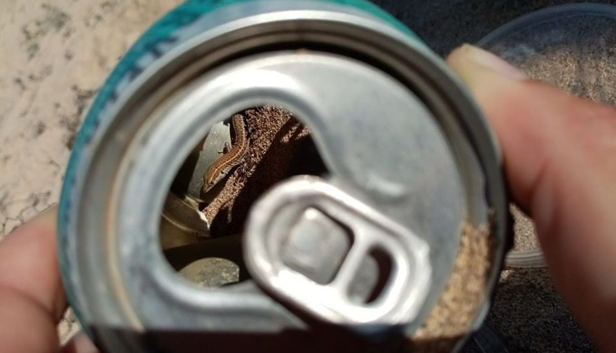 Una lagartija dentro de una lata de cerveza (Foto: Desert Watch)