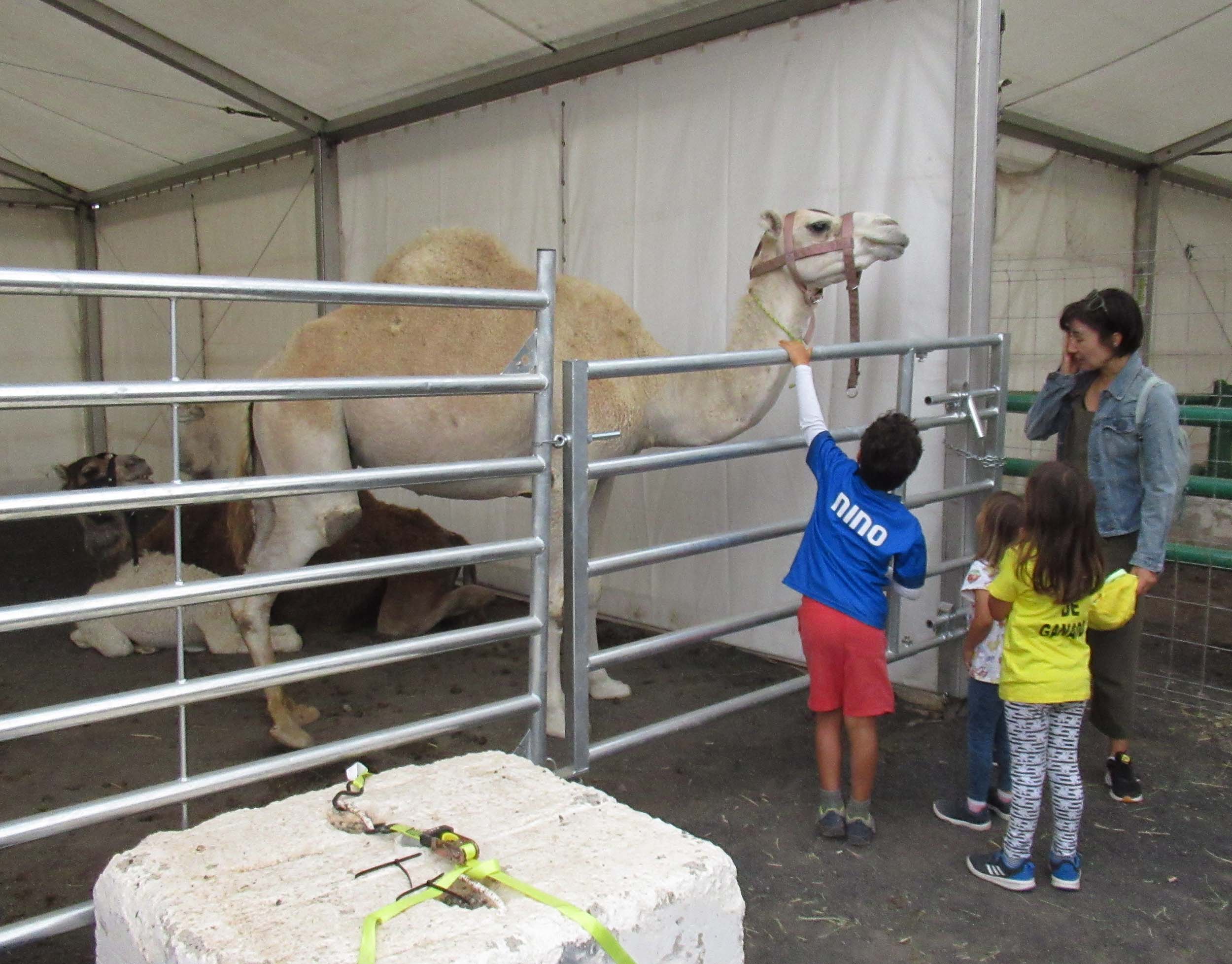 Feria del ganado de Uga (Foto: José Luis Carrasco) Feria del ganado de Uga (Foto: José Luis Carrasco)