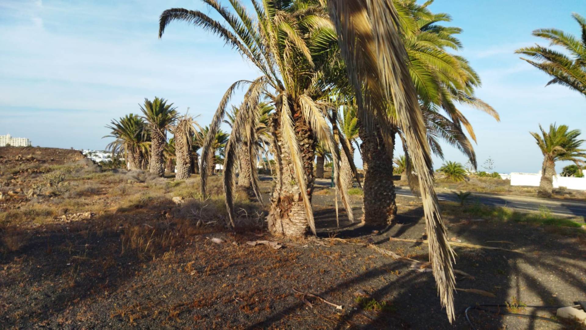 El Palmeral en "situación de olvido y abandono" en Costa Teguise