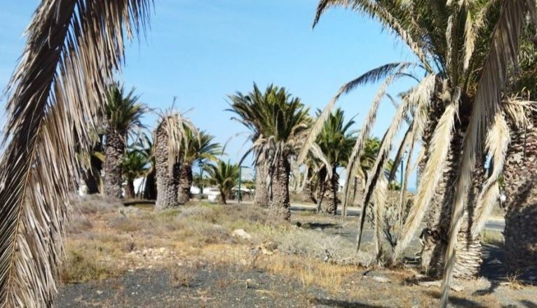 El Palmeral en "situación de olvido y abandono" en Costa Teguise