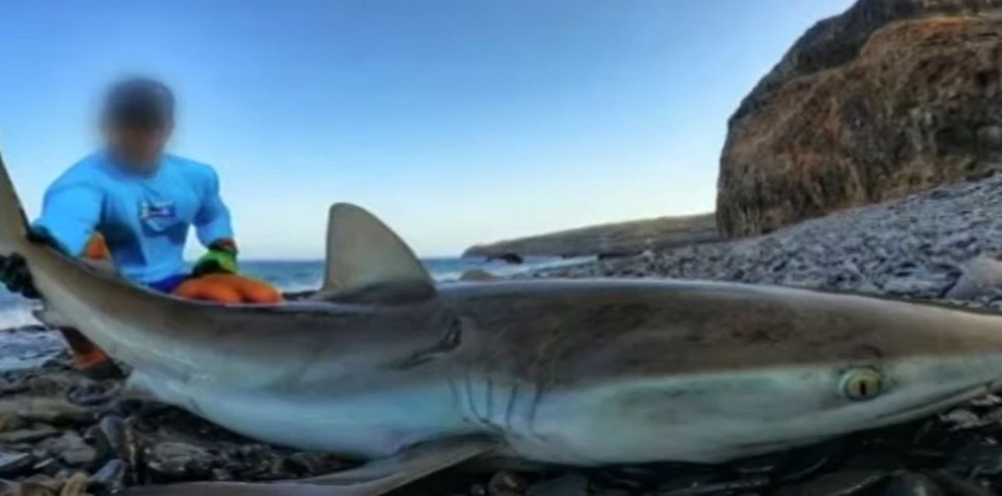 Pesca ilegal de angelotes y otras especies marinas en Canarias