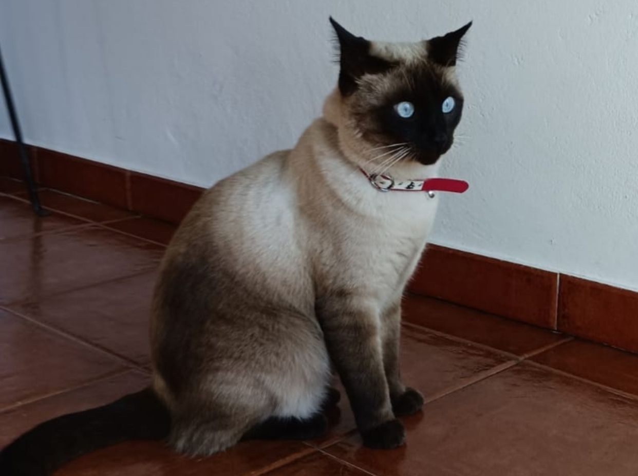 "Milo", gato desaparecido