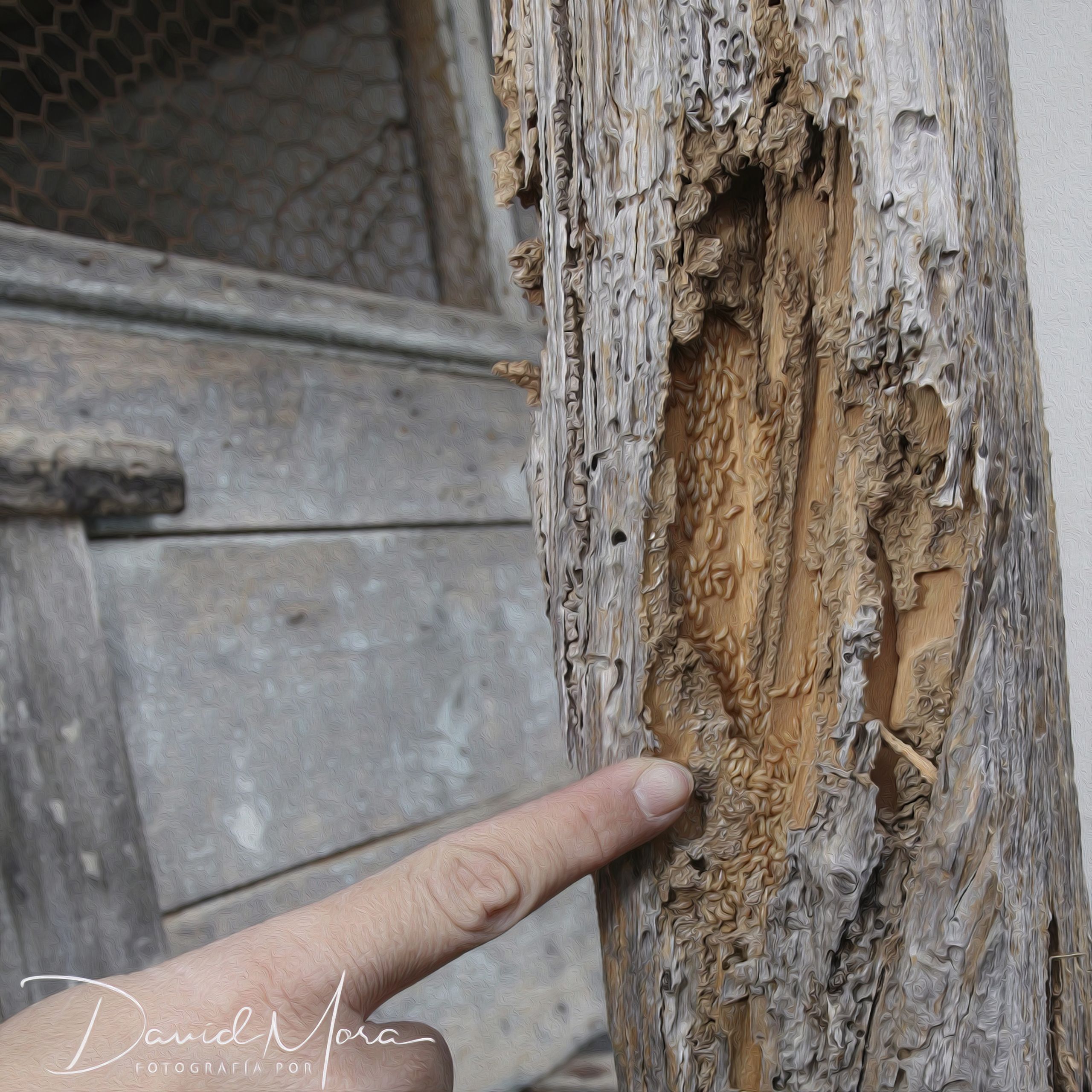 La termita subterránea invasora 'Reticulitermes flavipes'. Foto: David Mora