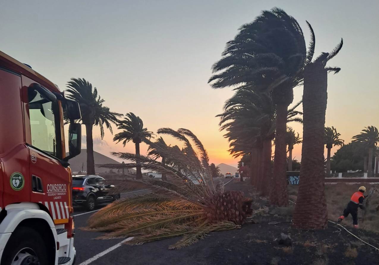 Cae una palmera en la entrada de Yaiza