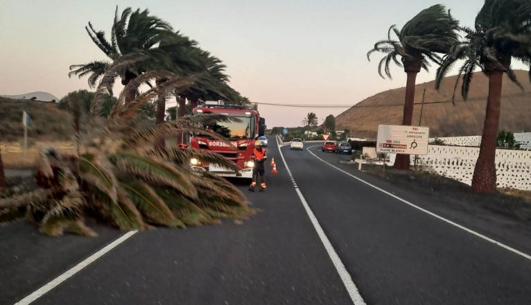 Cae la cabeza de una palmera en Yaiza