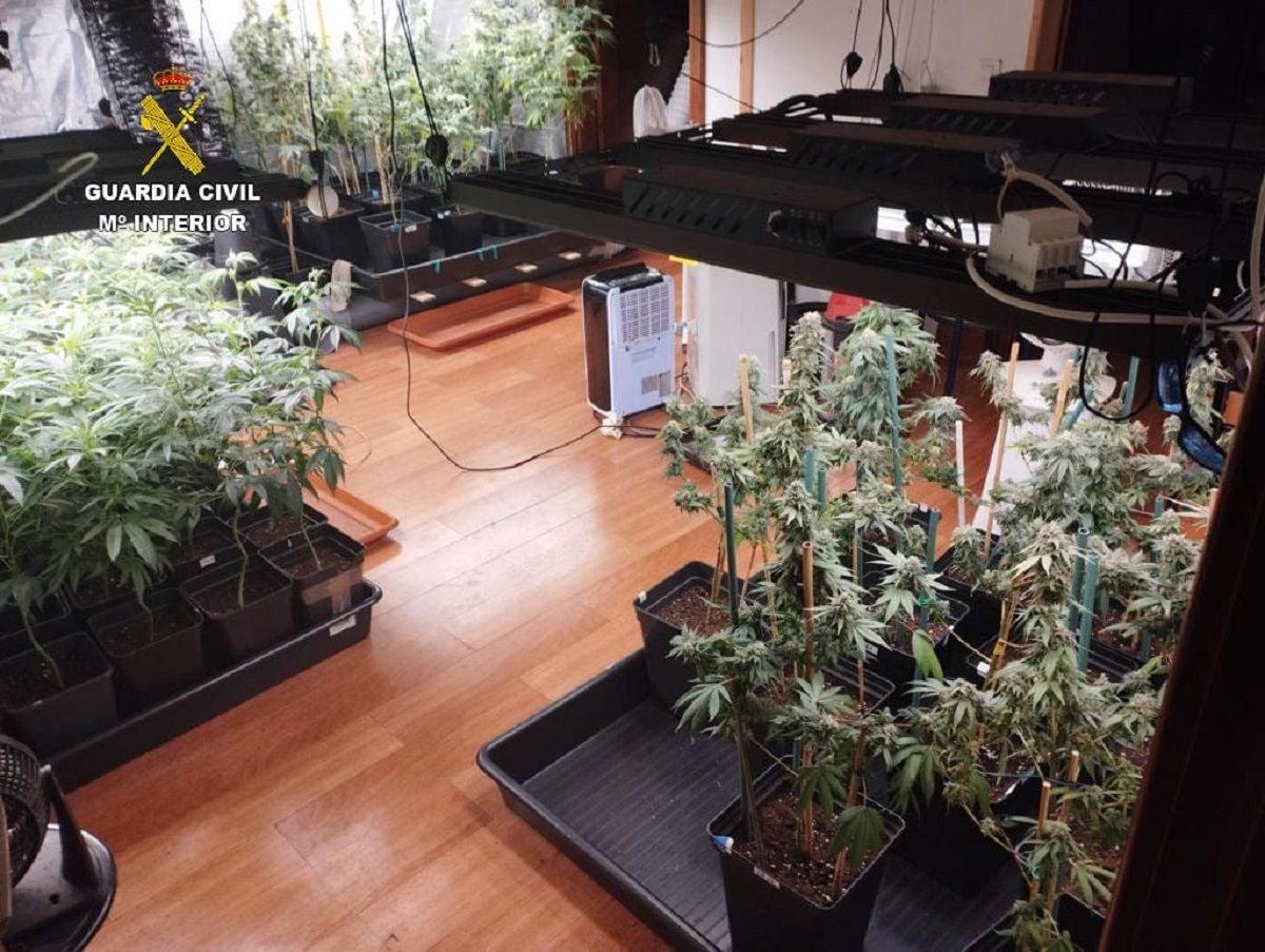 Plantación de marihuana desarticulada en una vivienda de Tinajo