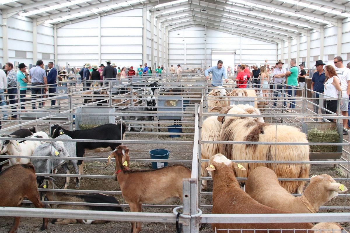 Feria de ganadería. Ayudas.
