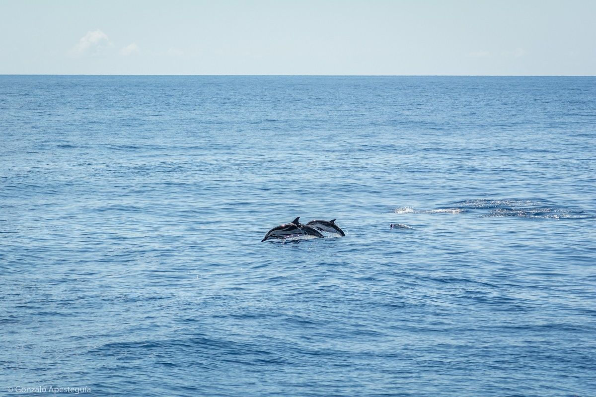 Avistamiento de cetáceos por la costa sureste de Lanzarote