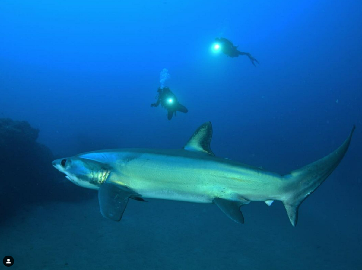 Tiburón zorro avistado en Playa Chica junto a los submarinistas (Imagen: mantadivinglanzarote)