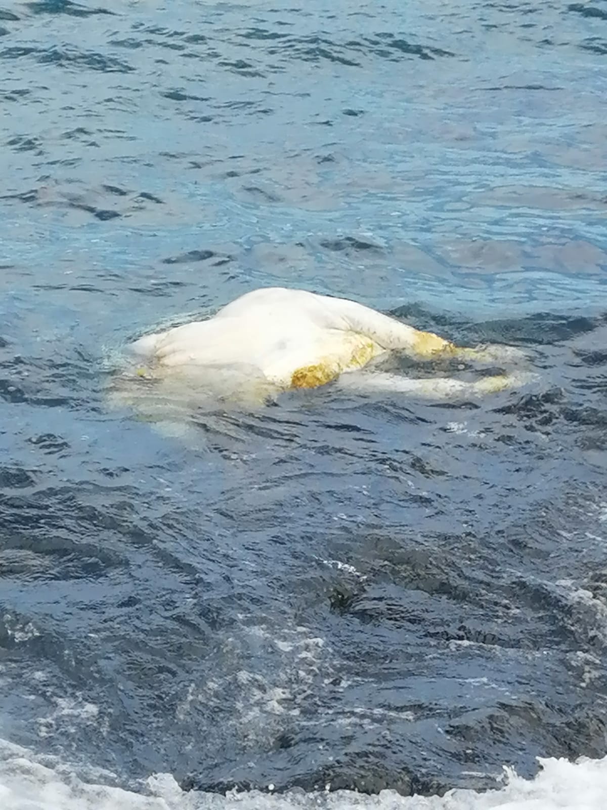 La vaca muerta en el mar en Playa Roca