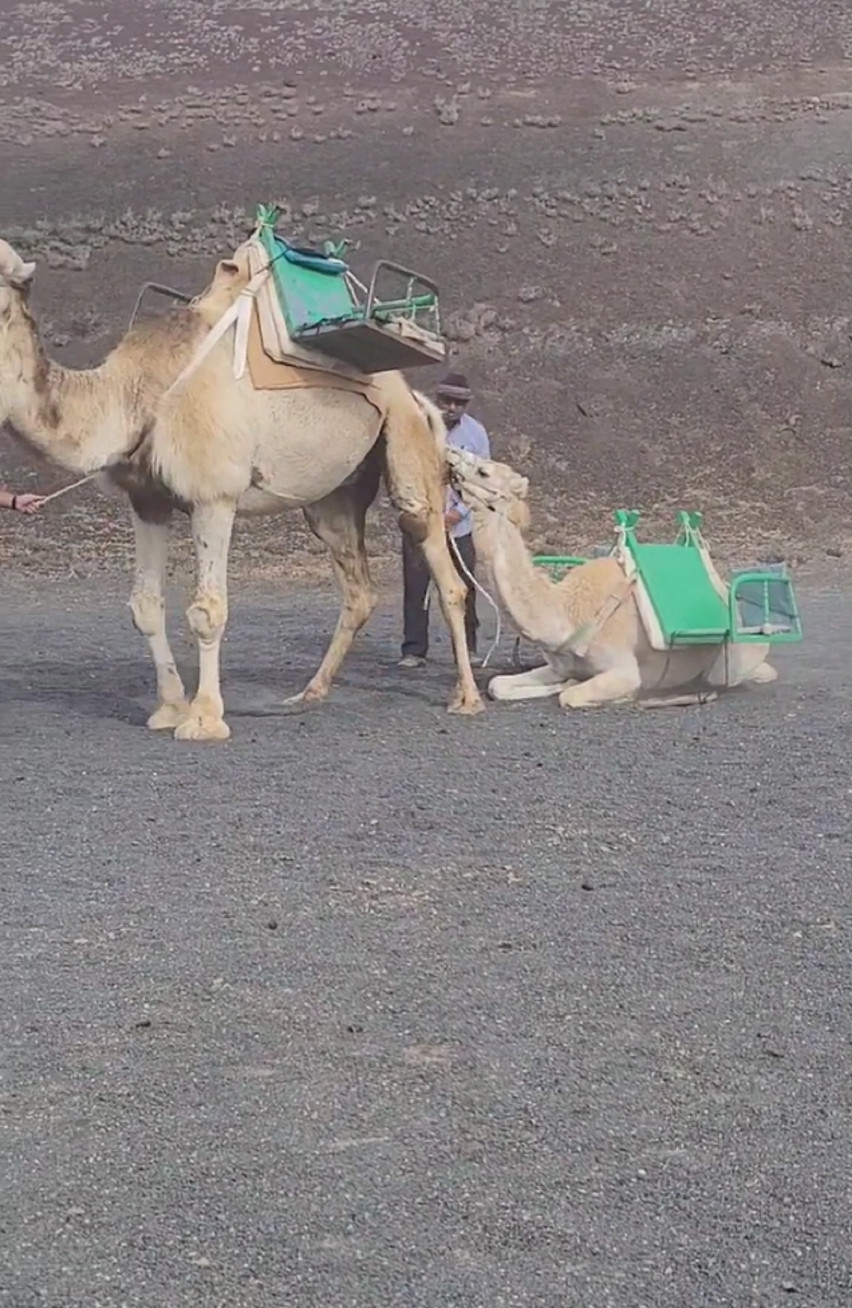 Una cría de camello obligada a llevar a turistas en Timanfaya
