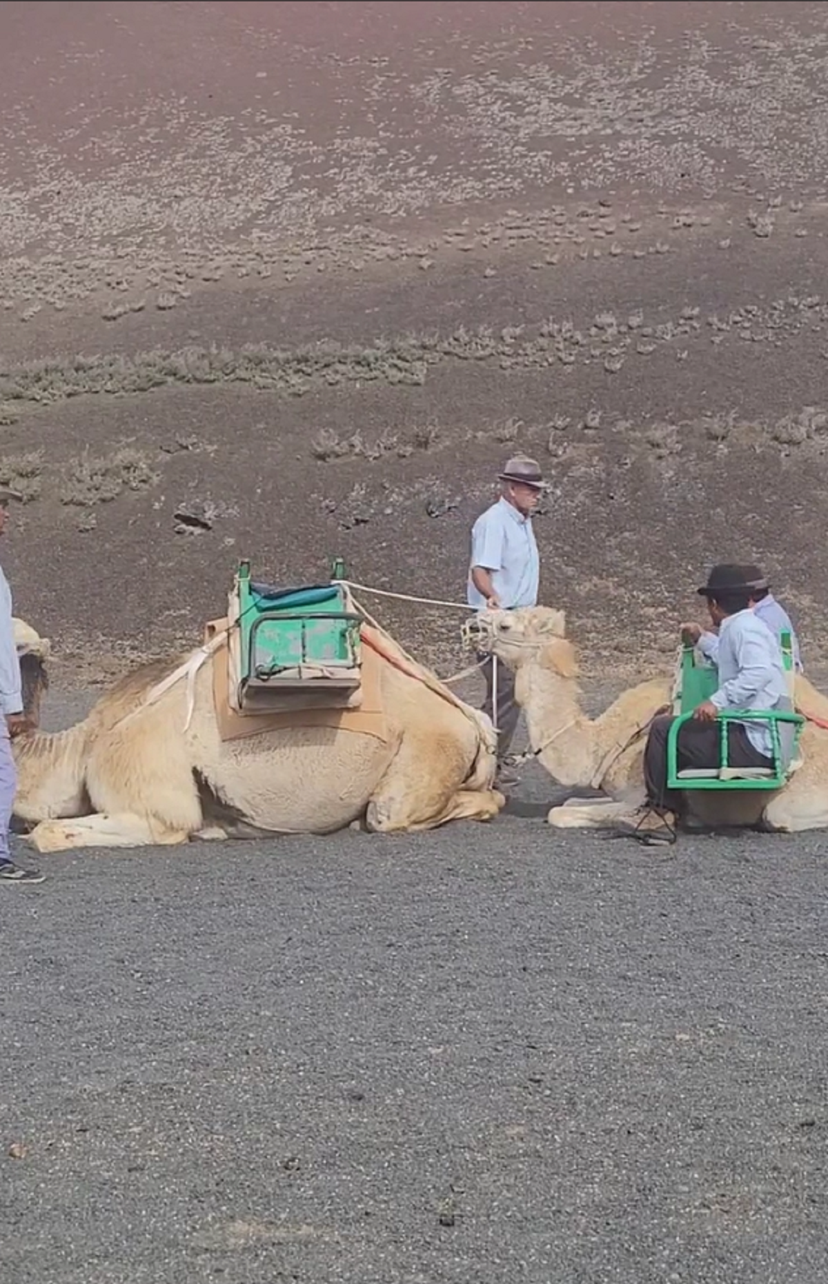 Los turistas subidos a la cría de camello en Timanfaya