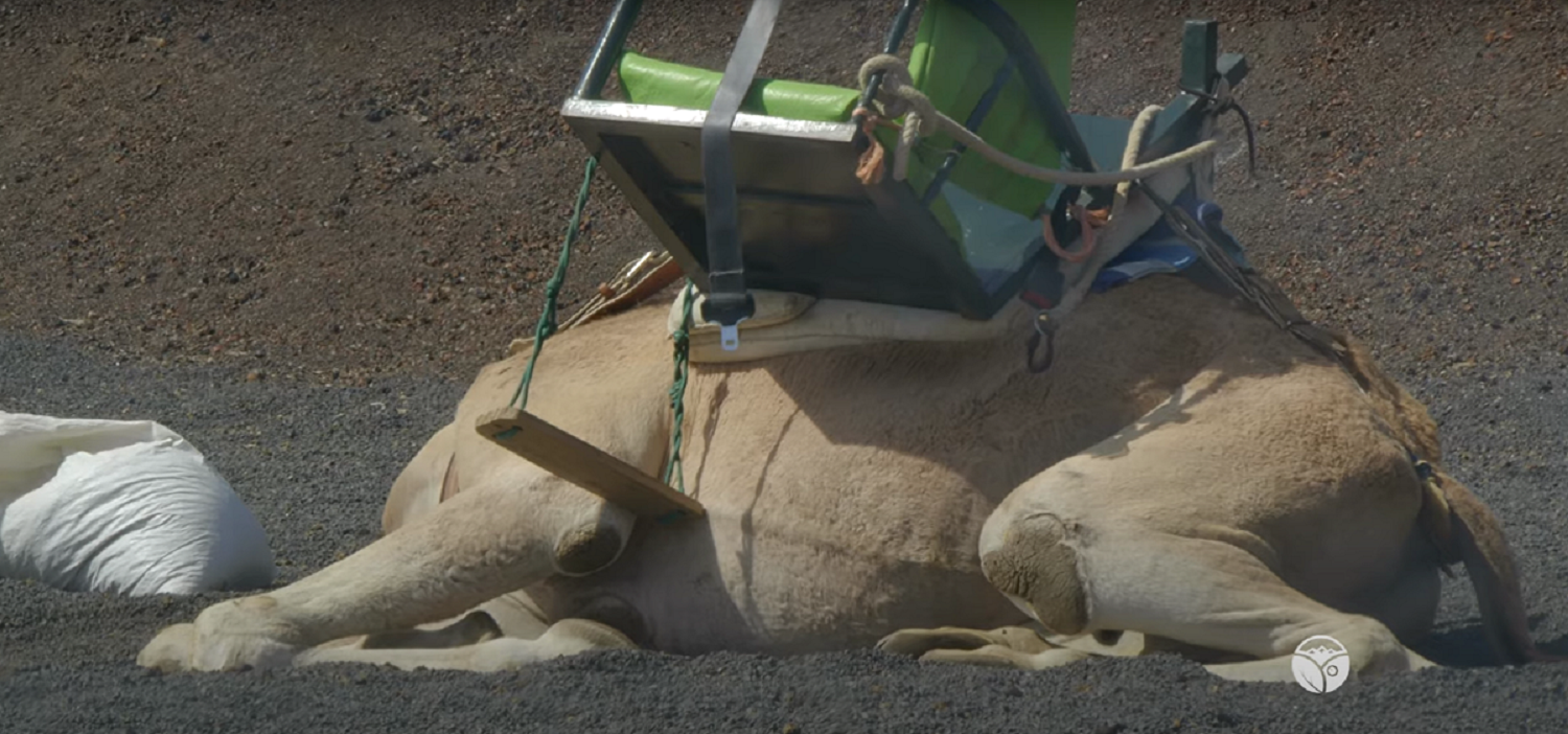 Los dromedarios de Lanzarote en el Parque Nacional de Timanfaya