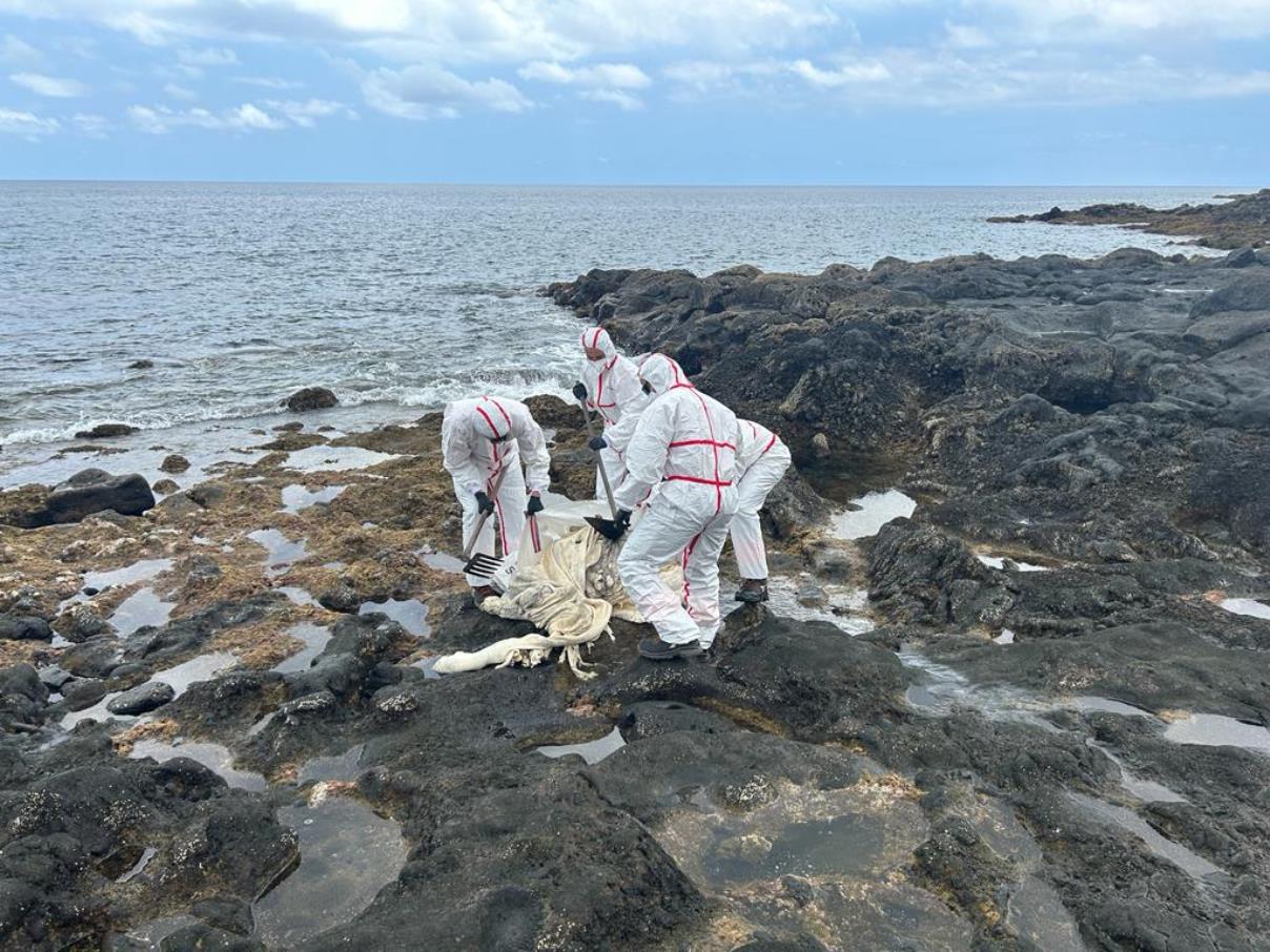Recogida de animal muerto en Costa Teguise