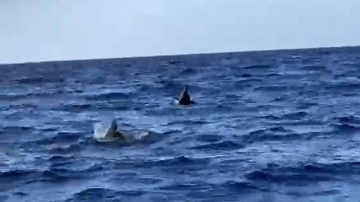 Delfines