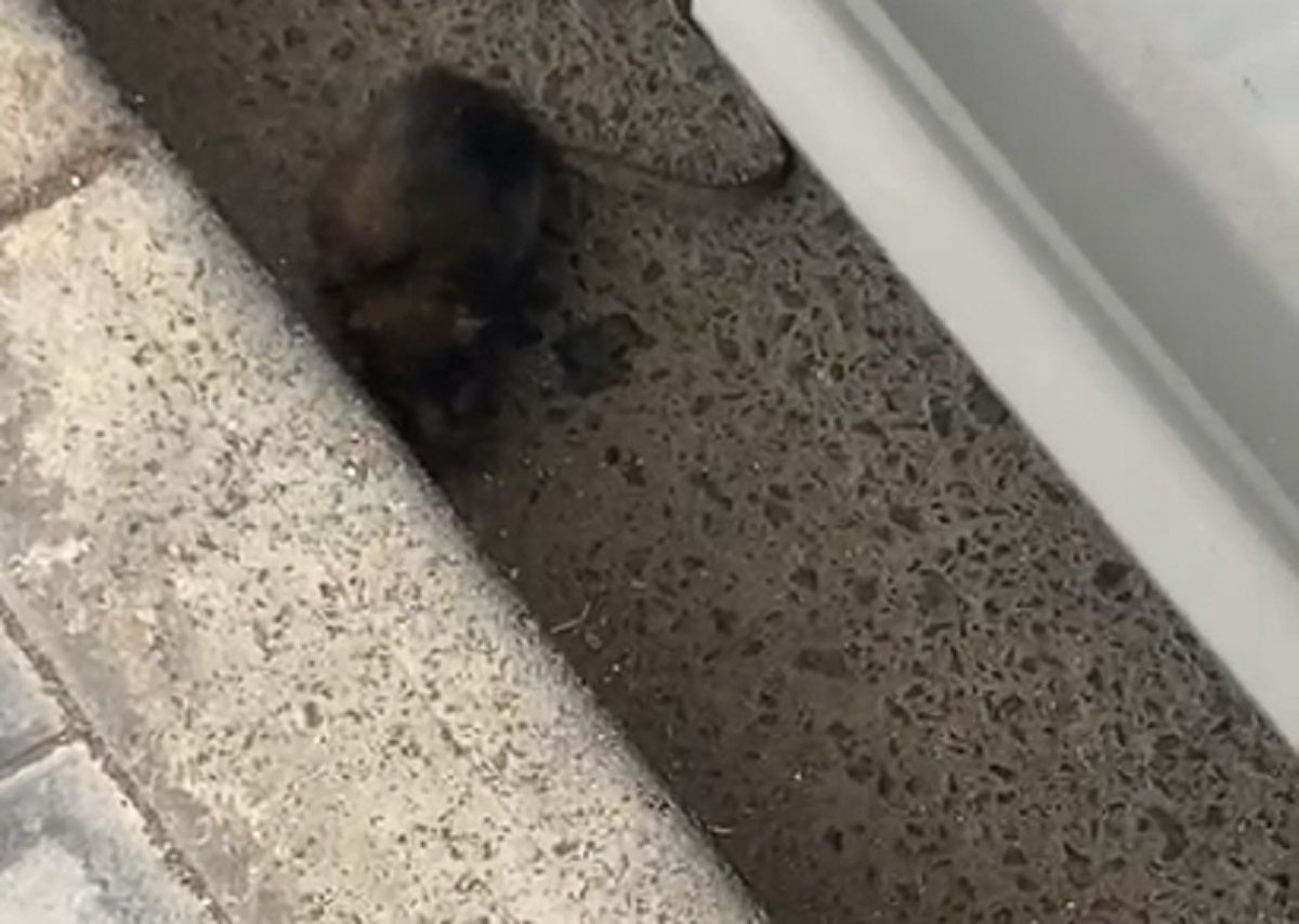 Rata en Arrecife