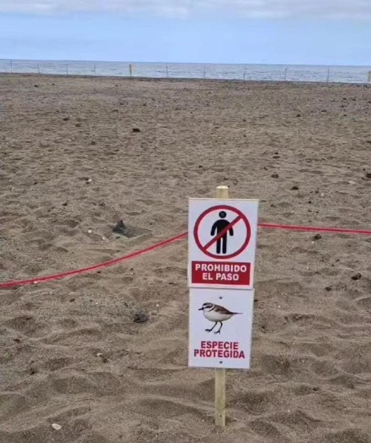 Zona de la especie protegida de chorlitejo en Playa Honda