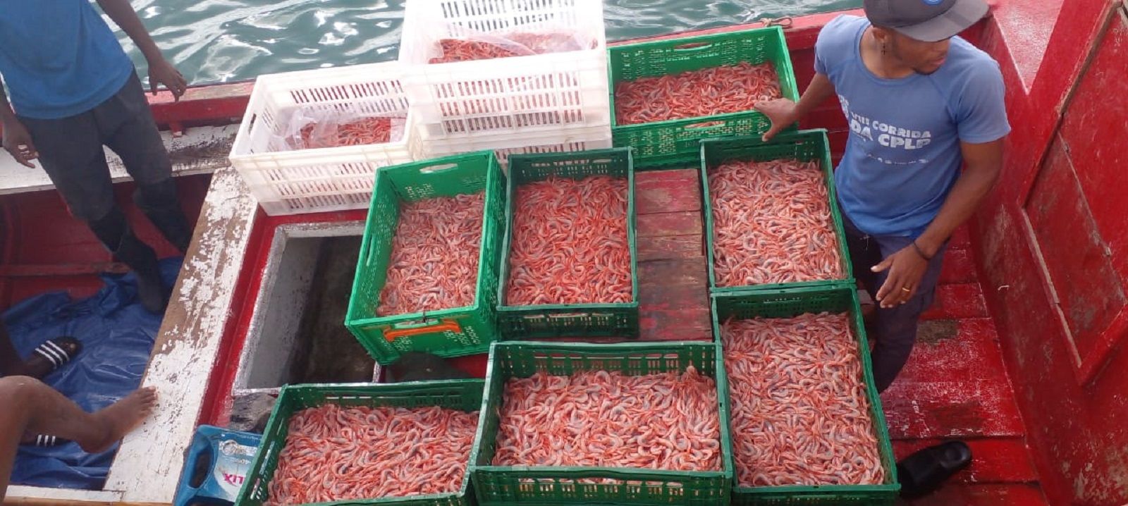 Pesca del camarón soldado gamba en Cabo Verde