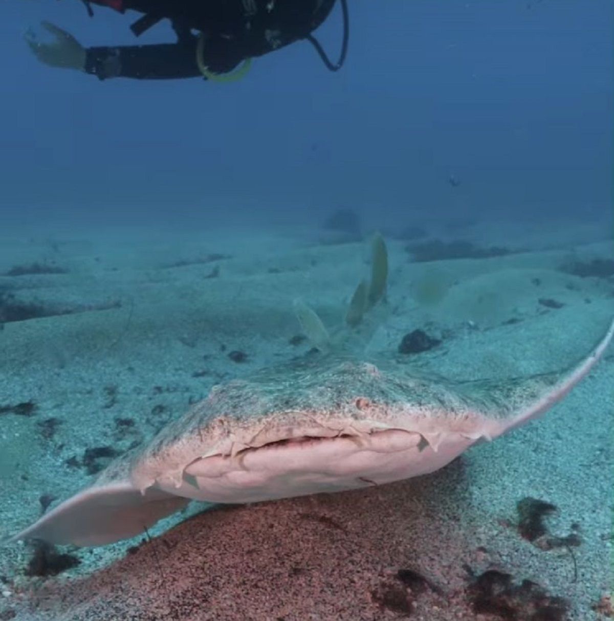 Un ejemplar de tiburón ángel o angelote, en peligro crítico de extinción. Foto: Felipe Ravina