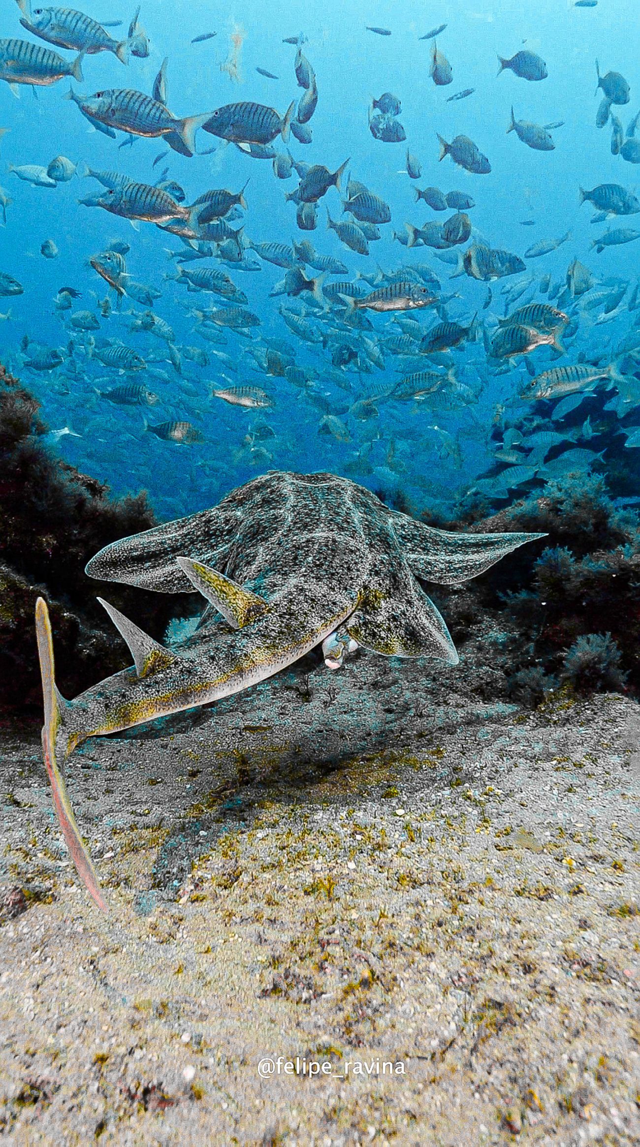 Un ejemplar de tiburón ángel o angelote, en peligro crítico de extinción. Foto: Felipe Ravina