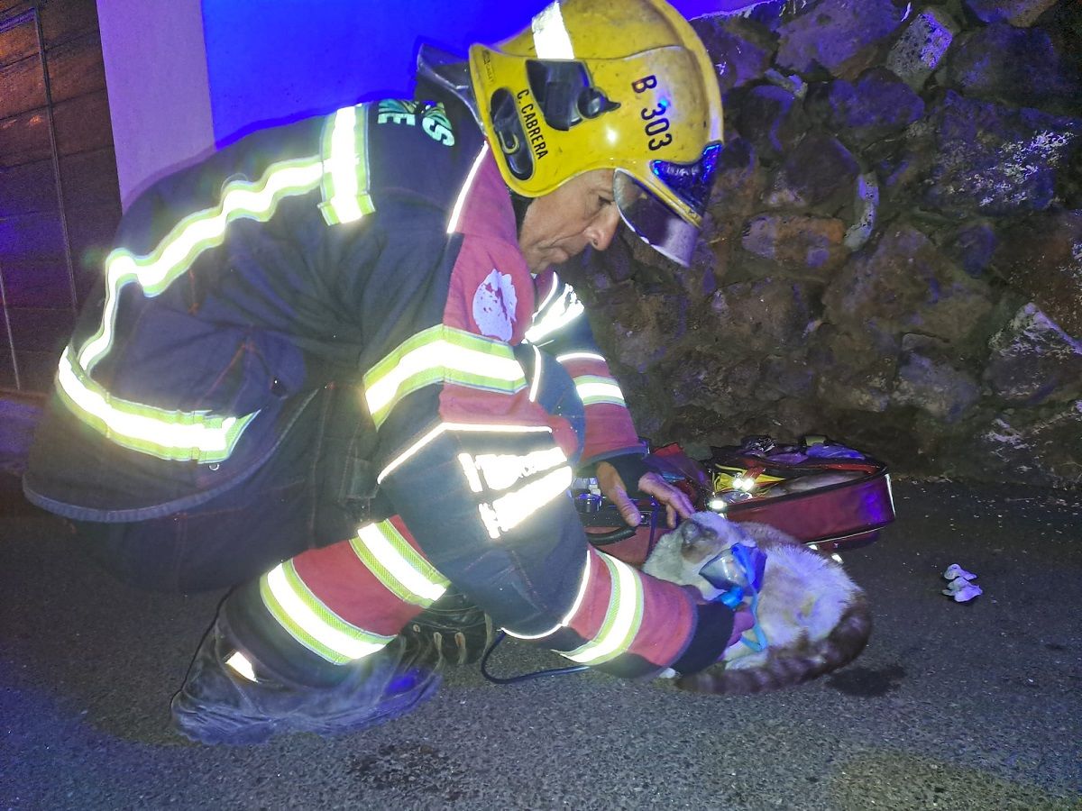 Los bomberos atendiendo al gato en el exterior de la casa