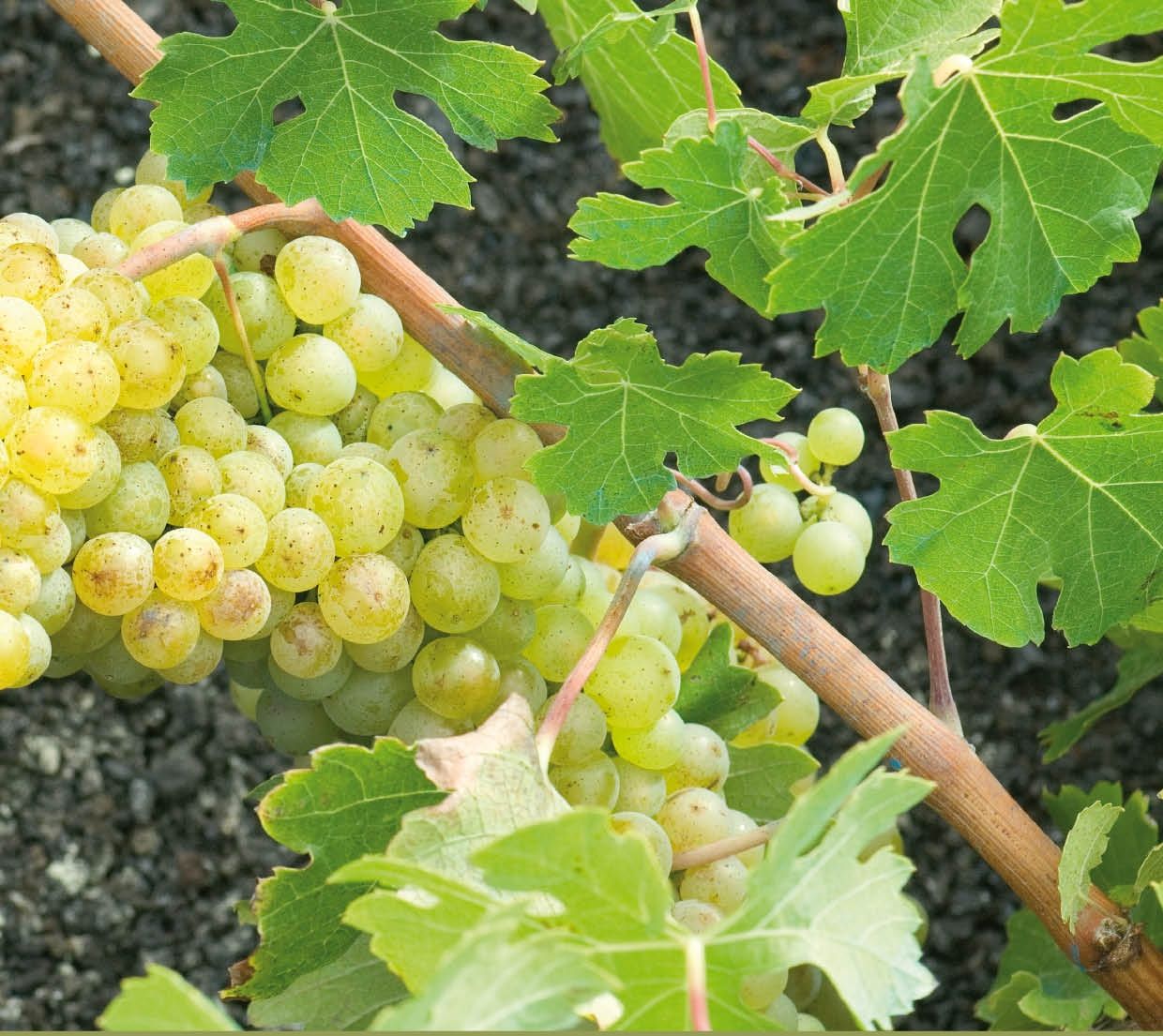 Comienza la recogida de malvasía volcánica para elaborar vino blanco de Lanzarote