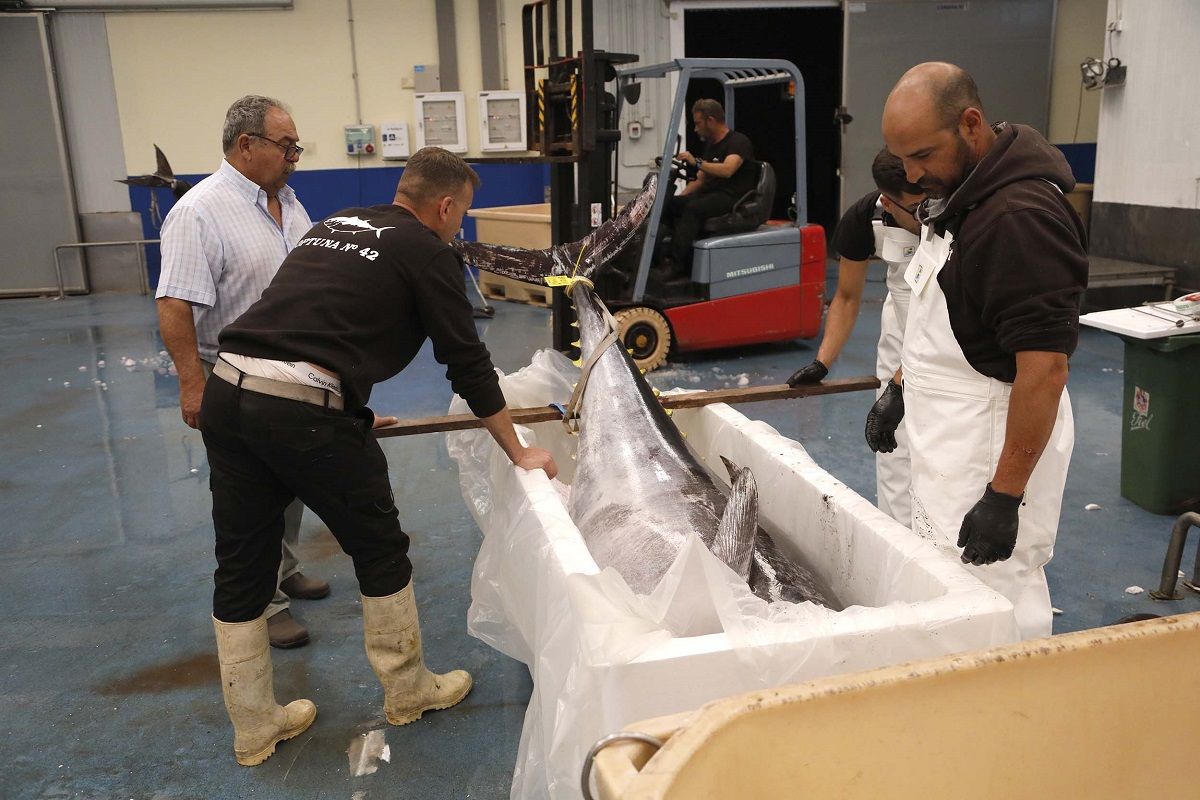 Almacenaje de pesca de atún en Lanzarote