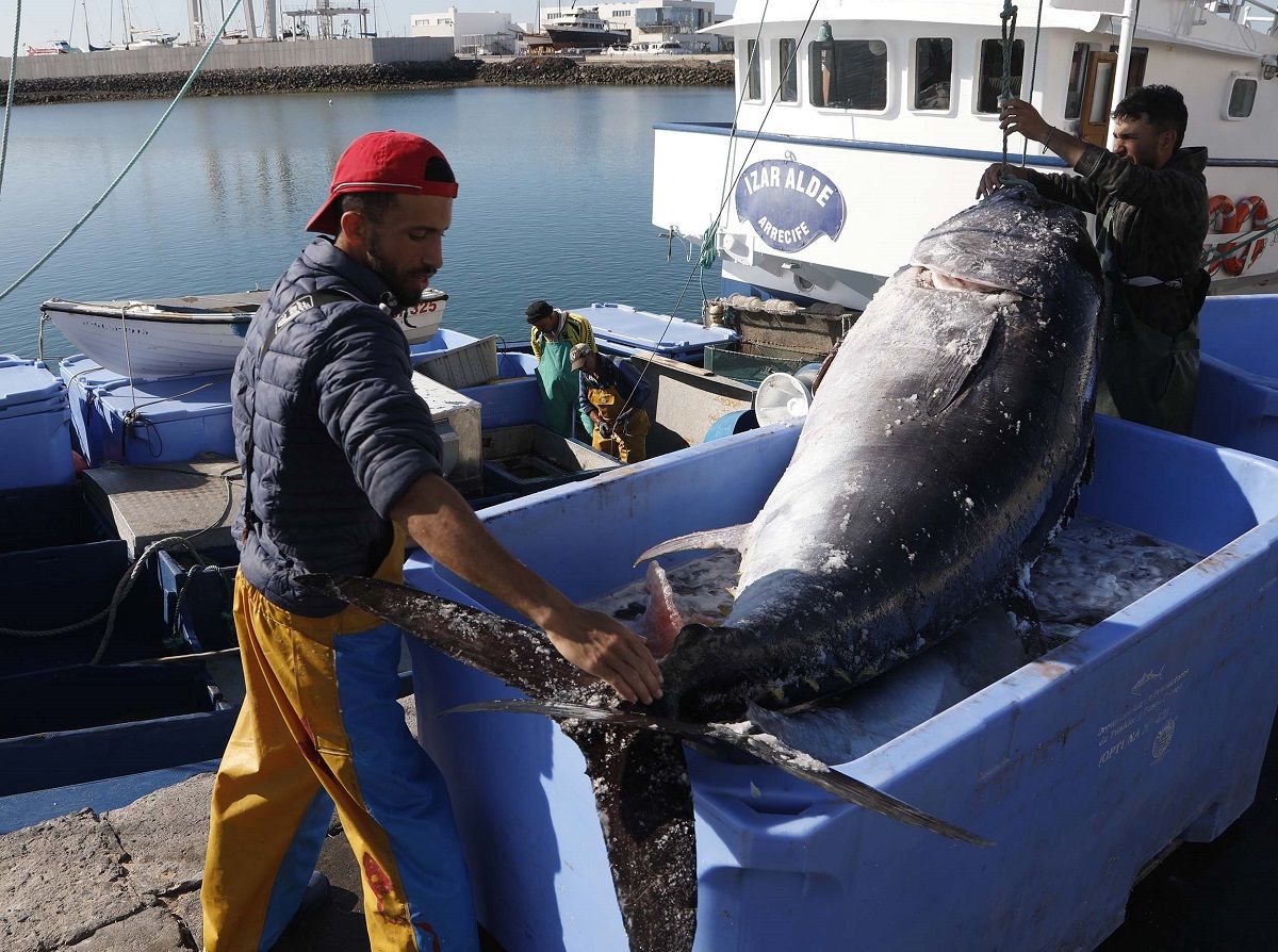 Descarga de atún en el puerto de Arrecife. Foto: José Luis Carrasco.