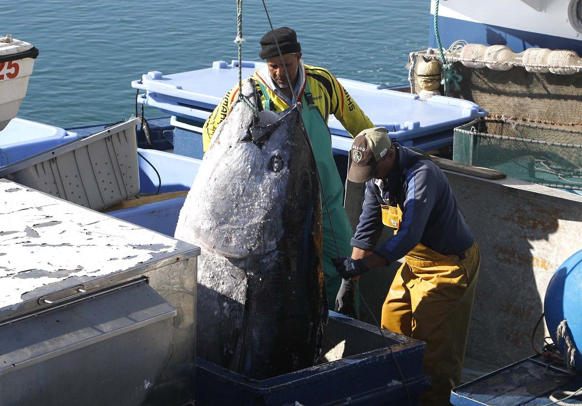 Trabajadores cargando un atún en el puerto de Arrecife. Ayudas a la Pesca. Foto: José Luis Carrasco.