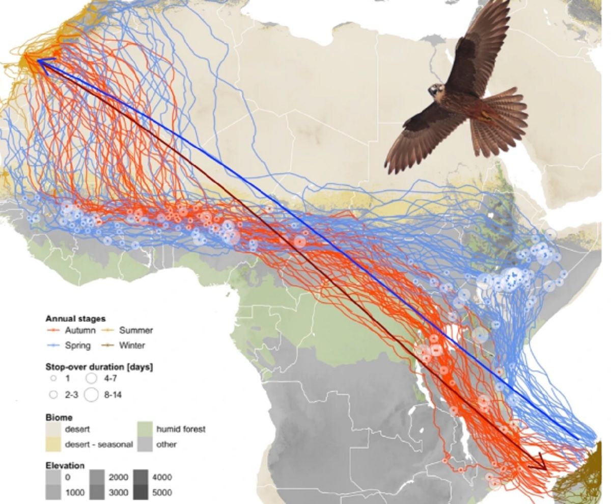 Movimientos migratorios del halcón eleonor