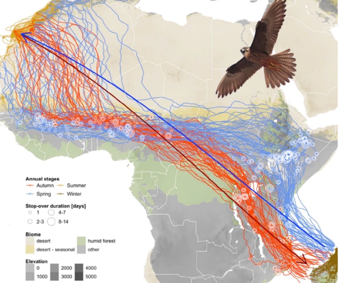 Eleonora's falcon migratory movements Eleonora's falcon migratory movements
