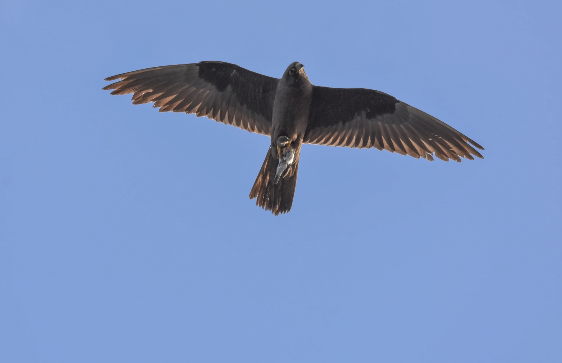 Eleonora's Falcon. Photo: Eleonorasfalcon.org